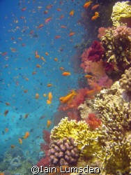 Aquarium Reef, Red Sea Hurghada by Iain Lumsden 